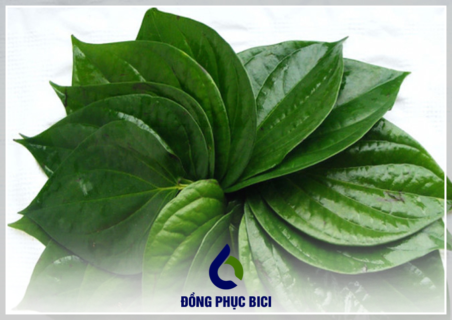 cách để quần áo không ra màu bằng lá trầu không cách để quần áo không ra màu bằng lá trầu không